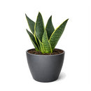 6" pot snake 'fabi' sansevieria live houseplant for sale, rich dark green banded leaves edged in creamy white to pale yellow, thick succulent canoe-shaped foliage with slight inward curve, slow-growing and well suited to pots and containers, highly resilient and pest-hardy with minimal care needs, bold architectural accent for entryways and living spaces, an impressive and lasting gift for any plant enthusiast