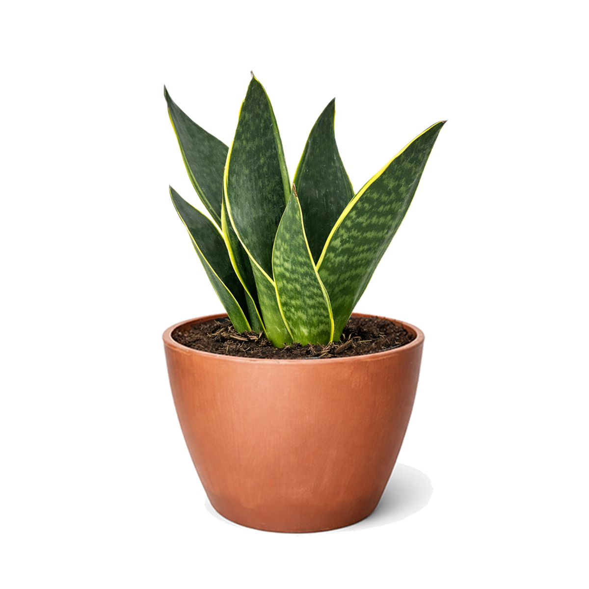 6" pot snake 'fabi' sansevieria live houseplant for sale, rich dark green banded leaves edged in creamy white to pale yellow, thick succulent canoe-shaped foliage with slight inward curve, slow-growing and well suited to pots and containers, highly resilient and pest-hardy with minimal care needs, bold architectural accent for entryways and living spaces, an impressive and lasting gift for any plant enthusiast
