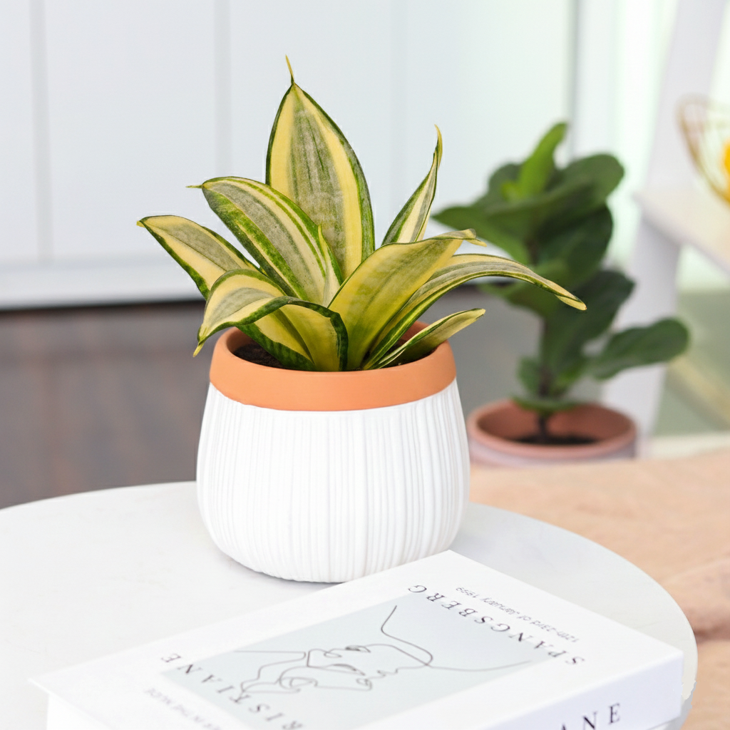 buy snake plant gold hahnii sansevieria live houseplant 3" pot online, compact low rosette form, thick succulent leaves, bold golden yellow leaf margins, dark green banded variegation, easy care drought tolerant, modern desk accent plant, perfect low maintenance gift for plant lovers