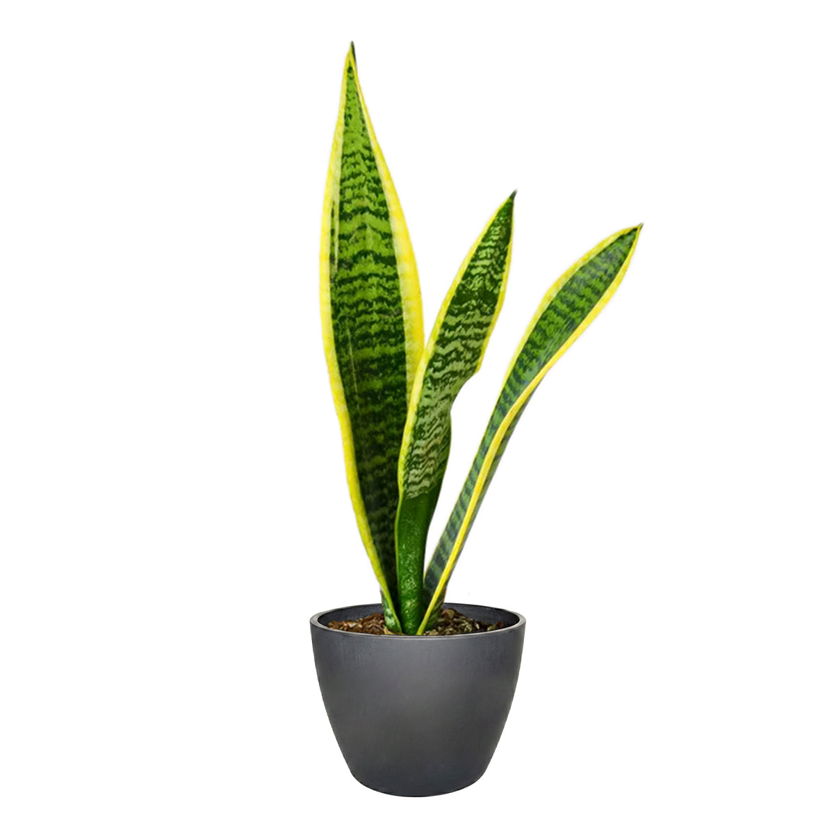 3" pot snake plant sansevieria laurentii live houseplant for sale, terra cotta eco pot with young upright variegated leaves showing early yellow marginal coloring, smooth firm leaf texture, narrow growth habit suitable for small spaces, tolerates neglect and forgetful waterers, charming bohemian earthy desktop accent for home or office decor, perfect beginner-friendly plant gift
