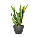 8" pot snake plant sansevieria laurentii live houseplant for sale, white cylinder planter housing a full mature rosette of tall sword-shaped leaves with vivid yellow edges and dark green banding, impressive upright columnar presence, virtually indestructible long-lived succulent, elegant air purifying floor plant for modern or minimalist interior decor, truly unforgettable plant gift for any home