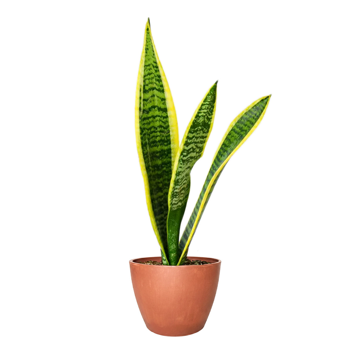 6" pot snake plant sansevieria laurentii live houseplant for sale, white cylinder planter with clean upright golden-edged variegated foliage, stiff architectural sword-shaped leaves, bold yellow and green color contrast, drought resistant and thrives in average household humidity, contemporary sculptural floor plant for modern living room or studio apartment, elegant and long-lasting gift