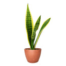 8" pot snake plant sansevieria laurentii live houseplant for sale, white cylinder planter housing a full mature rosette of tall sword-shaped leaves with vivid yellow edges and dark green banding, impressive upright columnar presence, virtually indestructible long-lived succulent, elegant air purifying floor plant for modern or minimalist interior decor, truly unforgettable plant gift for any home