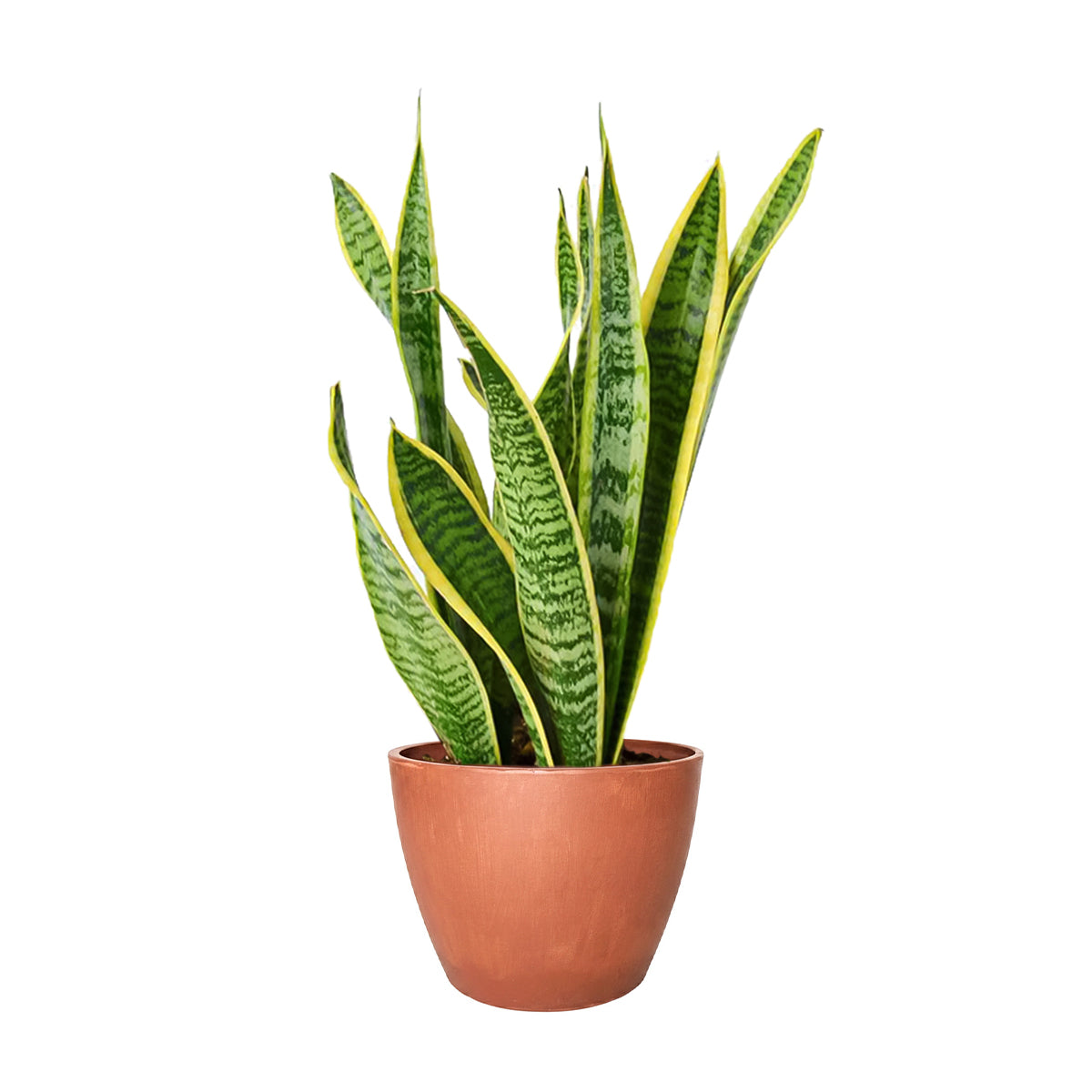 buy snake plant sansevieria laurentii live houseplant 4" pot online, terra cotta eco pot with upright deep green sword leaves trimmed in vivid yellow, classic variegated snake plant form, slow growing easy to maintain, filters formaldehyde and indoor air toxins, stylish naturalistic accent for shelf or windowsill decor, beautiful and practical gift for plant beginners