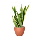 8" pot snake plant sansevieria laurentii live houseplant for sale, white cylinder planter housing a full mature rosette of tall sword-shaped leaves with vivid yellow edges and dark green banding, impressive upright columnar presence, virtually indestructible long-lived succulent, elegant air purifying floor plant for modern or minimalist interior decor, truly unforgettable plant gift for any home
