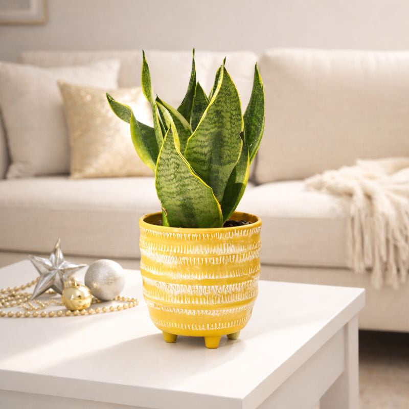 buy snake plant sansevieria laurentii live houseplant 6" pot online, black cylinder planter paired with tall sword-shaped variegated leaves, golden yellow leaf edges and deep green zigzag banding, upright columnar silhouette, thrives in indirect light, modern architectural floor plant for living room or entryway decor, excellent housewarming gift
