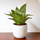 Snake Plant Starlight