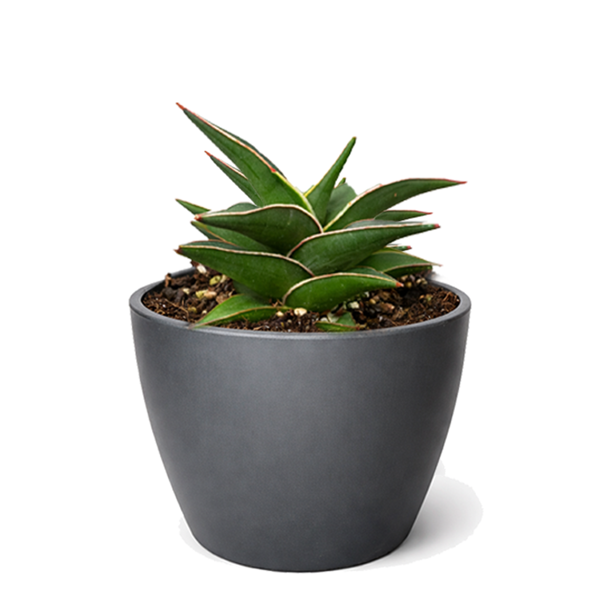 buy snake 'lavranos' sansevieria live houseplant 6" pot online, striking rosette silhouette with concentric upright leaves, rigid deep green blades with subtle silver-green banding, native east african arid succulent, drought tolerant and low maintenance, bold architectural statement plant, thoughtful gift for collectors and plant enthusiasts