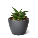 buy snake 'lavranos' sansevieria live houseplant 4" pot online, compact rosette form, rigid deep green foliage with subtle horizontal banding, reddish-brown leaf margins, slow-growing miniature succulent, drought tolerant easy care, architectural desk accent, perfect rare houseplant gift for plant collectors