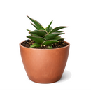 buy snake 'lavranos' sansevieria live houseplant 4" pot online, compact rosette form, rigid deep green foliage with subtle horizontal banding, reddish-brown leaf margins, slow-growing miniature succulent, drought tolerant easy care, architectural desk accent, perfect rare houseplant gift for plant collectors