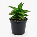 buy snake 'lavranos' sansevieria live houseplant 4" pot online, compact rosette form, rigid deep green foliage with subtle horizontal banding, reddish-brown leaf margins, slow-growing miniature succulent, drought tolerant easy care, architectural desk accent, perfect rare houseplant gift for plant collectors