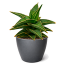 buy snake 'lavranos' sansevieria live houseplant 4" pot online, compact rosette form, rigid deep green foliage with subtle horizontal banding, reddish-brown leaf margins, slow-growing miniature succulent, drought tolerant easy care, architectural desk accent, perfect rare houseplant gift for plant collectors