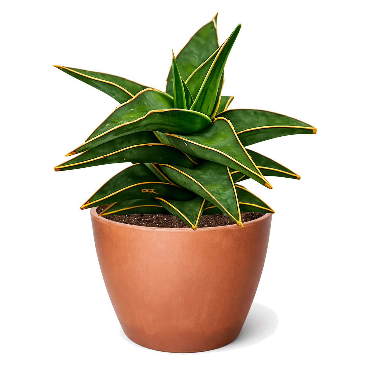 6" pot snake 'lavranos' sansevieria live houseplant for sale, mature compact rosette with bold stiff upright foliage, deep green leaves featuring reddish-brown tips and subtle banding, rare east african miniature sansevieria, thrives in low light and dry indoor conditions, architectural modern home accent, exceptional rare succulent gift for plant lovers