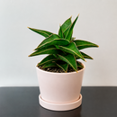 buy snake 'lavranos' sansevieria live houseplant 4" pot online, compact rosette form, rigid deep green foliage with subtle horizontal banding, reddish-brown leaf margins, slow-growing miniature succulent, drought tolerant easy care, architectural desk accent, perfect rare houseplant gift for plant collectors