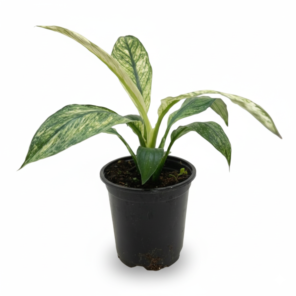 4" pot spathiphyllum jessica live houseplant for sale, striking variegated white and green leaf pattern, compact narrow upright form, slow growing tropical foliage, beginner friendly indoor plant, lush tropical decor accent for living room or office, beautiful rare collector plant gift