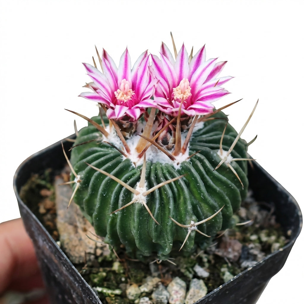 buy stenocactus multicostatus brain cactus live cactus 4 inch online, blue-green to deep green spherical body with up to 100 undulating ribs, white felted areoles with contrasting yellow and brown spines, pet safe and beginner friendly, minimal watering drought adapted care, eye-catching conversation piece for desk garden or succulent collection gift
