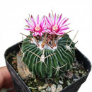 buy stenocactus multicostatus brain cactus live cactus 4 inch online, blue-green to deep green spherical body with up to 100 undulating ribs, white felted areoles with contrasting yellow and brown spines, pet safe and beginner friendly, minimal watering drought adapted care, eye-catching conversation piece for desk garden or succulent collection gift