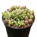 4 inch senecio herreanus string of watermelons live succulent for sale, lush full specimen in custom pot with cascading stems and richly striped bead-like foliage, deep green with purple tonal highlights from bright light exposure, south african nati