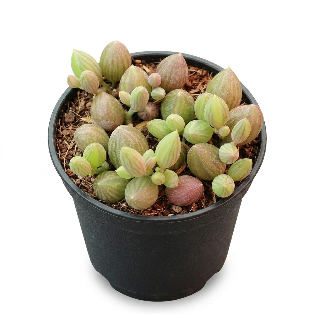 buy senecio herreanus string of watermelons live succulent 2 inch online, young erect stems transitioning to pendant trailing habit, small watermelon-patterned succulent leaves, gritty well-draining soil in bamboo pot, slow grower that rewards patien