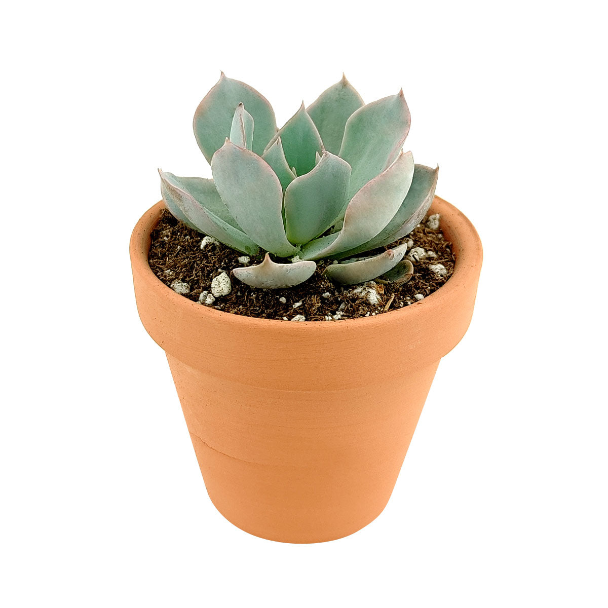 buy echeveria subsessilis succulent - echeveria morning beauty live succulent 2 inch online, soft powdery blue-green rosette with pink-flushed leaf edges, farina-coated sun-tolerant foliage, neat tight rosette shape, pet safe and low maintenance