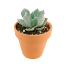 4 inch echeveria subsessilis succulent - echeveria morning beauty live succulent for sale, stunning grey-blue rosette with bright pink-edged margins, powdery farina texture giving a frosted look, slow-growing compact architectural succulent
