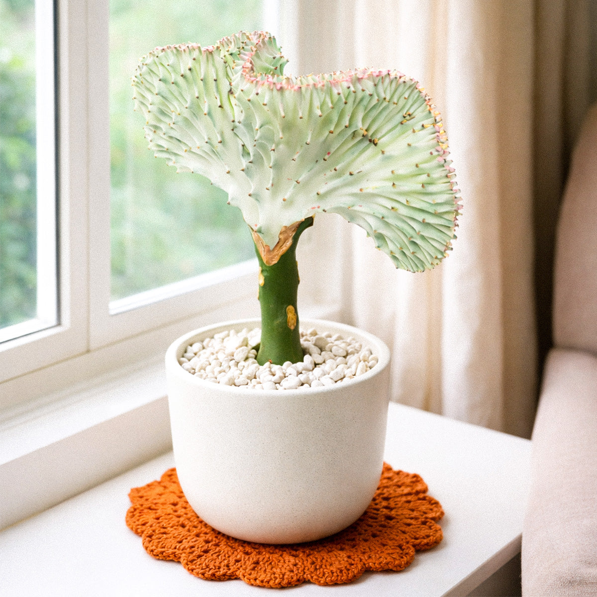 buy euphorbia lactea ghost cactus live cactus 6" pot online, ghostly white triangular stems, candelabra upright growth form, chlorophyll-free pale creamy coloration, small dark spine ridges along edges, architectural statement piece for modern interiors, rare collector succulent gift