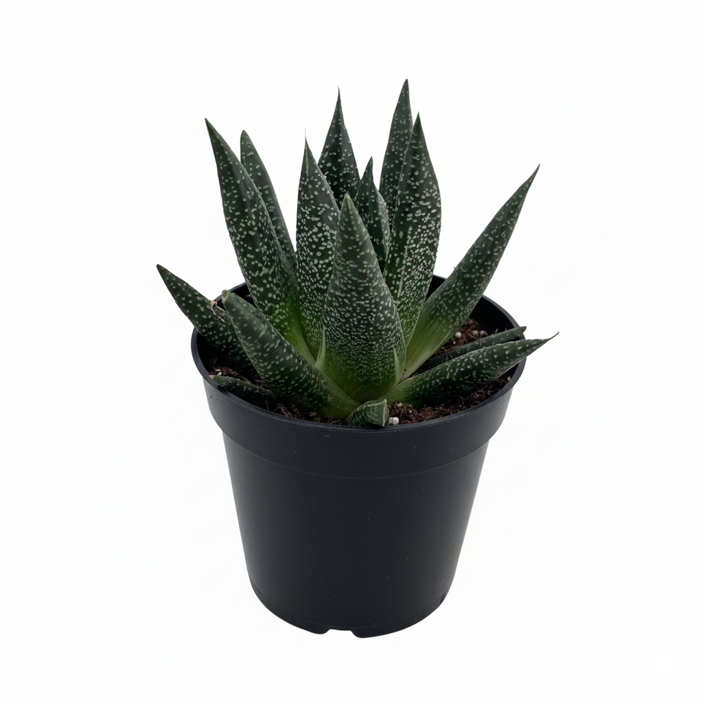 4" pot succulent gasteria durban live succulent for sale, thick fleshy leaves in deep forest green adorned with white dots, tight upright rosette growth habit, highly adaptable to indoor low light, architectural and striking foliage, elegant shelf or windowsill decor, wonderful pet-friendly gift for succulent lovers