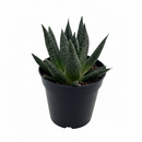 buy succulent gasteria durban live succulent 3" pot online, dense speckled rosette with pointed dark green leaves and white tubercle texture, compact narrow grower suited to small spaces, tolerates dry heated air effortlessly, resilient south africa native, charming minimalist desk plant, thoughtful housewarming gift for beginner gardeners