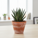 buy succulent gasteria durban live succulent 3" pot online, dense speckled rosette with pointed dark green leaves and white tubercle texture, compact narrow grower suited to small spaces, tolerates dry heated air effortlessly, resilient south africa native, charming minimalist desk plant, thoughtful housewarming gift for beginner gardeners