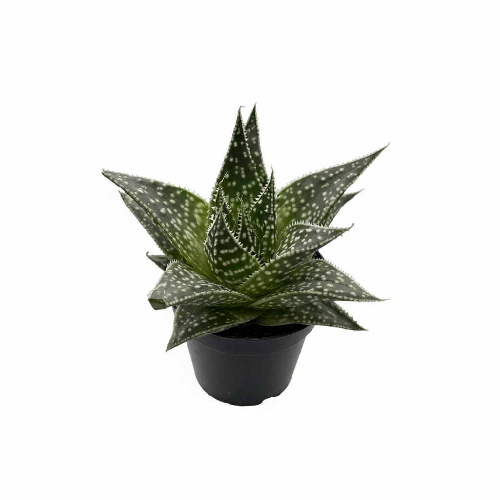 buy succulent gasteria durban live succulent 3" pot online, dense speckled rosette with pointed dark green leaves and white tubercle texture, compact narrow grower suited to small spaces, tolerates dry heated air effortlessly, resilient south africa native, charming minimalist desk plant, thoughtful housewarming gift for beginner gardeners