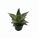 buy succulent gasteria durban live succulent 3" pot online, dense speckled rosette with pointed dark green leaves and white tubercle texture, compact narrow grower suited to small spaces, tolerates dry heated air effortlessly, resilient south africa native, charming minimalist desk plant, thoughtful housewarming gift for beginner gardeners