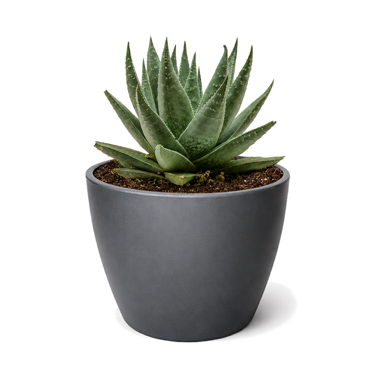 4 inch succulent haworthia savanna live air plant for sale, geometric textured foliage with pale striping creating ornamental visual interest, upright clustering growth habit producing multiple rosettes over time, thrives in well-draining soil with infrequent watering, dramatic architectural appearance adds dimension to decor, stunning succulent for minimalist interior design, distinctive gift for collectors seeking rare succulents
