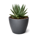 4 inch succulent haworthia savanna live air plant for sale, exquisite pale green foliage with prominent white stripes and pearl-like nodules creating textural detail, dense symmetrical growth reaching mature height of 6 inches, slow-growing nature makes it perfect for long-term container cultivation, thrives with bright light and monthly watering, sophisticated succulent for contemporary living spaces, memorable plant gift for discerning gardeners