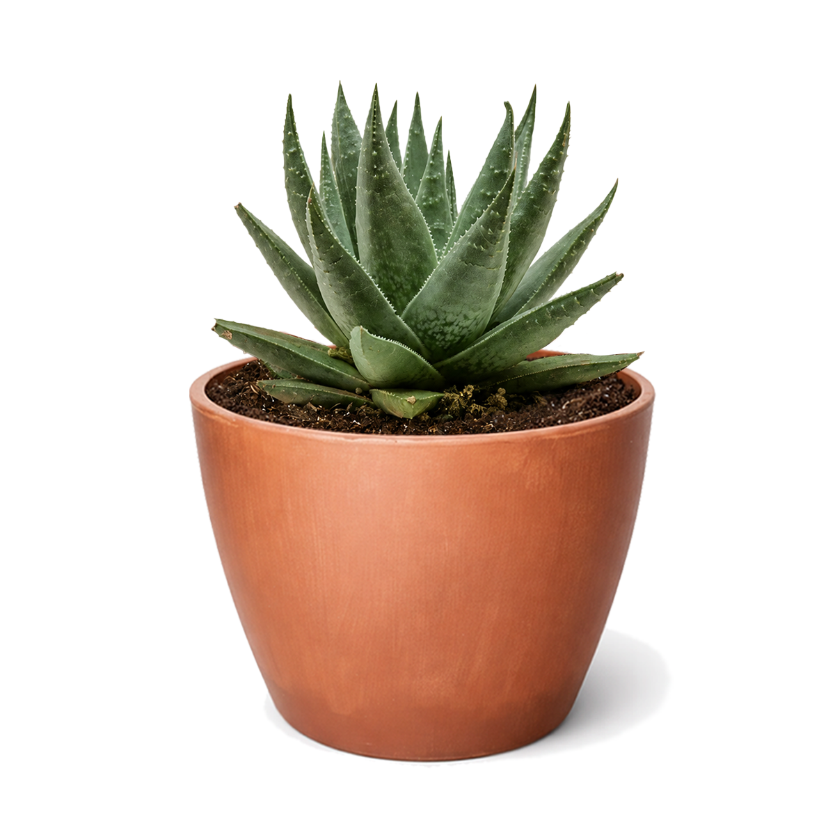 buy succulent haworthia savanna live air plant 3 inch online, captivating white-banded green leaves with bumpy tubercled texture on leaf surfaces, tight pyramidal rosette form with fountain-like leaf arrangement, incredibly forgiving houseplant tolerating neglect and low light conditions, long-lived perennial succulent requiring minimal ongoing maintenance, ideal compact plant for office desk display, unique succulent gift for plant enthusiasts and collectors