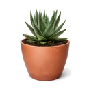 4 inch succulent haworthia savanna live air plant for sale, exquisite pale green foliage with prominent white stripes and pearl-like nodules creating textural detail, dense symmetrical growth reaching mature height of 6 inches, slow-growing nature makes it perfect for long-term container cultivation, thrives with bright light and monthly watering, sophisticated succulent for contemporary living spaces, memorable plant gift for discerning gardeners