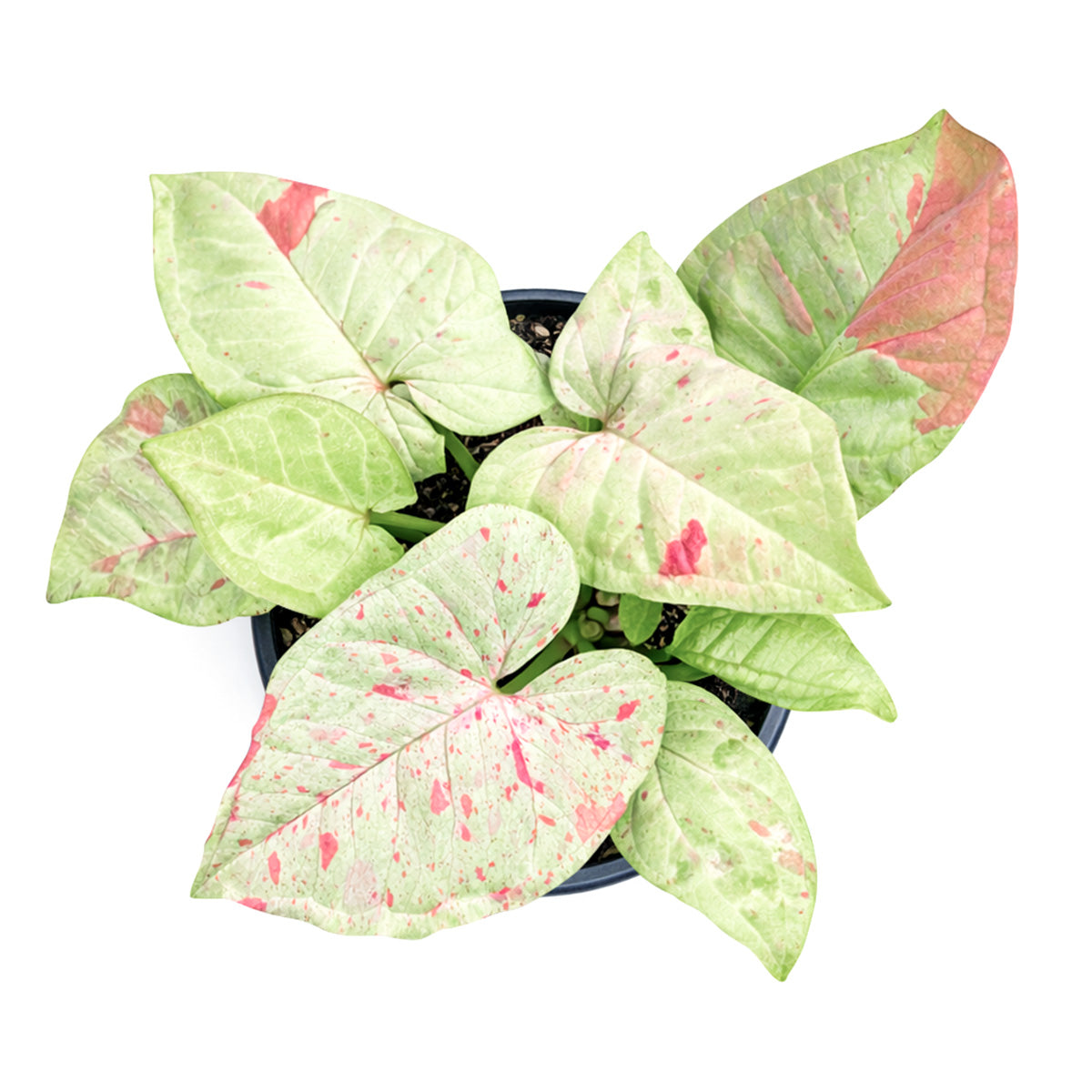 6" pot syngonium 'milk confetti' live houseplant for sale, bold arrowhead-shaped leaves featuring creamy-white splashes and vivid pink variegation on fresh green, fast-growing aroid that benefits from regular pruning for bushier form, rare variegated tropical plant with stable leaf patterning, thrives in humid indoor environments, beautiful bohemian statement plant for shelves or plant stands, a one-of-a-kind gift that wows any plant lover