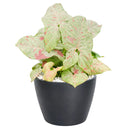buy syngonium 'milk confetti' live houseplant 4" pot online, lush arrowhead leaves in pale green generously speckled with blush pink and creamy white variegation, upright clumping and trailing growth habit suits both pots and hanging baskets, rare variegated syngonium podophyllum cultivar with easy care requirements, thrives in bright indirect light with moderate humidity, a striking and artful bohemian decor plant, an exceptional and rare gift for any indoor plant enthusiast