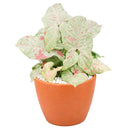 buy syngonium 'milk confetti' live houseplant 4" pot online, lush arrowhead leaves in pale green generously speckled with blush pink and creamy white variegation, upright clumping and trailing growth habit suits both pots and hanging baskets, rare variegated syngonium podophyllum cultivar with easy care requirements, thrives in bright indirect light with moderate humidity, a striking and artful bohemian decor plant, an exceptional and rare gift for any indoor plant enthusiast