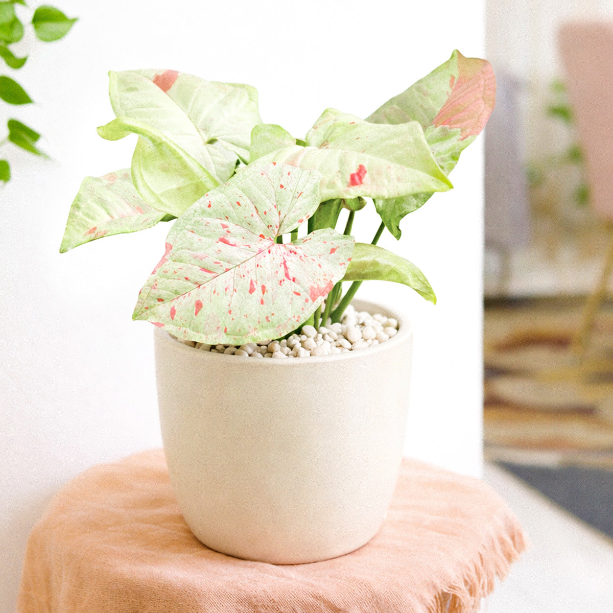 buy syngonium 'milk confetti' live houseplant 4" pot online, creamy white arrowhead-shaped leaves speckled with soft pink variegation, compact upright growth habit, rare variegated aroid, easy care tropical plant, adds a whimsical bohemian accent to shelves and desks, a unique and eye-catching plant lover gift