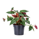 6" pot syngonium 'red arrow' live houseplant for sale, exceptionally rich and dramatic arrowhead foliage in dark green and deep burgundy red, climbing and trailing growth habit versatile for many display styles, rare syngonium erythrophyllum cultivar from central american rainforests, easy care despite its exotic appearance, a bold and elegant focal point for any room, the ultimate rare plant gift for collectors