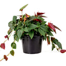 6" pot syngonium 'red arrow' live houseplant for sale, exceptionally rich and dramatic arrowhead foliage in dark green and deep burgundy red, climbing and trailing growth habit versatile for many display styles, rare syngonium erythrophyllum cultivar from central american rainforests, easy care despite its exotic appearance, a bold and elegant focal point for any room, the ultimate rare plant gift for collectors