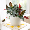 6" pot syngonium 'red arrow' live houseplant for sale, exceptionally rich and dramatic arrowhead foliage in dark green and deep burgundy red, climbing and trailing growth habit versatile for many display styles, rare syngonium erythrophyllum cultivar from central american rainforests, easy care despite its exotic appearance, a bold and elegant focal point for any room, the ultimate rare plant gift for collectors