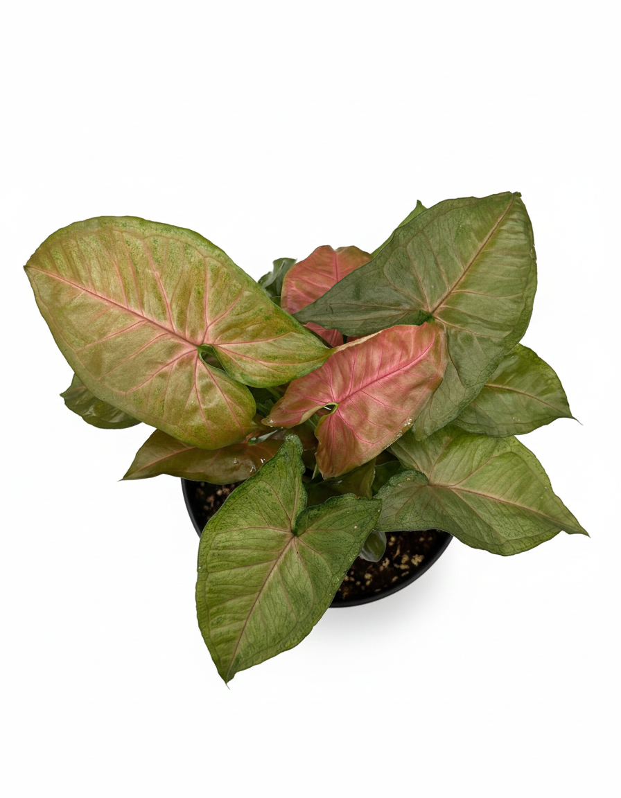 buy syngonium merry live houseplant 6" pot online, lush cascading vines with dark green and burgundy leaves, trailing or climbing growth form, thrives in bright indirect light, air-purifying tropical houseplant, beautiful statement piece for shelves or hanging baskets, ideal housewarming or birthday plant gift