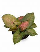 buy syngonium merry live houseplant 3" pot online, heart-shaped leaves with vivid color contrast of green and pink, soft lush leaf texture with tropical warmth, vining arrowhead plant suitable for moss pole or basket, beginner-friendly low-maintenance houseplant, charming colorful gift for home or office