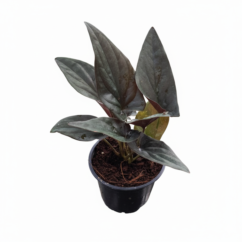 6" pot syngonium 'red arrow' live houseplant for sale, large glossy arrowhead leaves with contrasting deep green and glowing red undersides, mature vining habit suitable for trellis or hanging display, thrives in humidity-rich environments like kitchens and bathrooms, one of the rarest dark-toned syngonium cultivars available, bold statement plant for collectors, a rare and cherished gift
