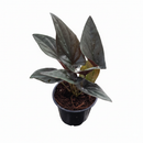 6" pot syngonium 'red arrow' live houseplant for sale, exceptionally rich and dramatic arrowhead foliage in dark green and deep burgundy red, climbing and trailing growth habit versatile for many display styles, rare syngonium erythrophyllum cultivar from central american rainforests, easy care despite its exotic appearance, a bold and elegant focal point for any room, the ultimate rare plant gift for collectors