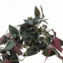 6" pot syngonium 'red arrow' live houseplant for sale, exceptionally rich and dramatic arrowhead foliage in dark green and deep burgundy red, climbing and trailing growth habit versatile for many display styles, rare syngonium erythrophyllum cultivar from central american rainforests, easy care despite its exotic appearance, a bold and elegant focal point for any room, the ultimate rare plant gift for collectors
