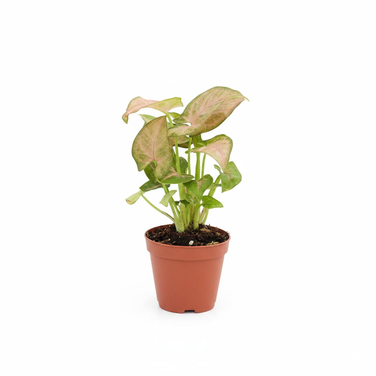 4" pot Syngonium Neon Robusta - Syngonium Strawberry live houseplant for sale, plant styled on a shelf among other tropical houseplants showing trailing vining stems, vivid pink and light green gradient leaves with arrowhead shape, fast-growing aroid with air-purifying properties, a vibrant boho accent for gallery wall shelving or plant stands, a wonderful gift for houseplant enthusiasts of all levels