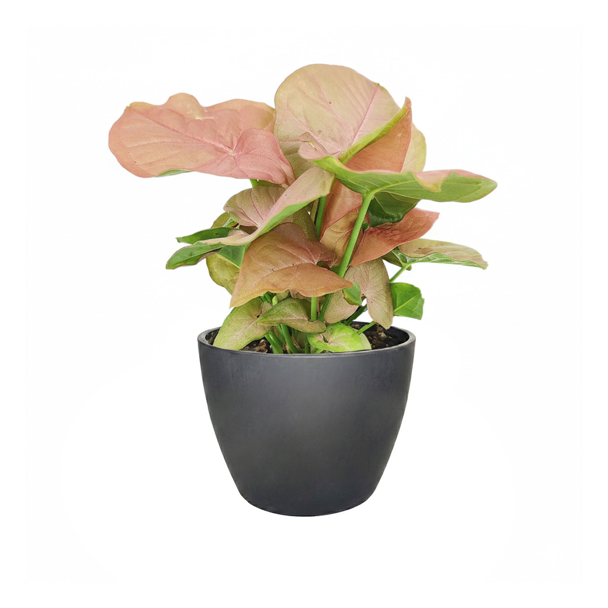 buy Syngonium Neon Robusta - Syngonium Strawberry live houseplant 6" pot online, close-up of mature trailing stems with multiple arrowhead leaves in neon pink and soft green tones, smooth papery leaf texture with satin sheen, humidity-loving tropical plant suited for terrariums or hanging baskets, a striking colorful accent plant for any indoor setting, a memorable gift for plant collectors
