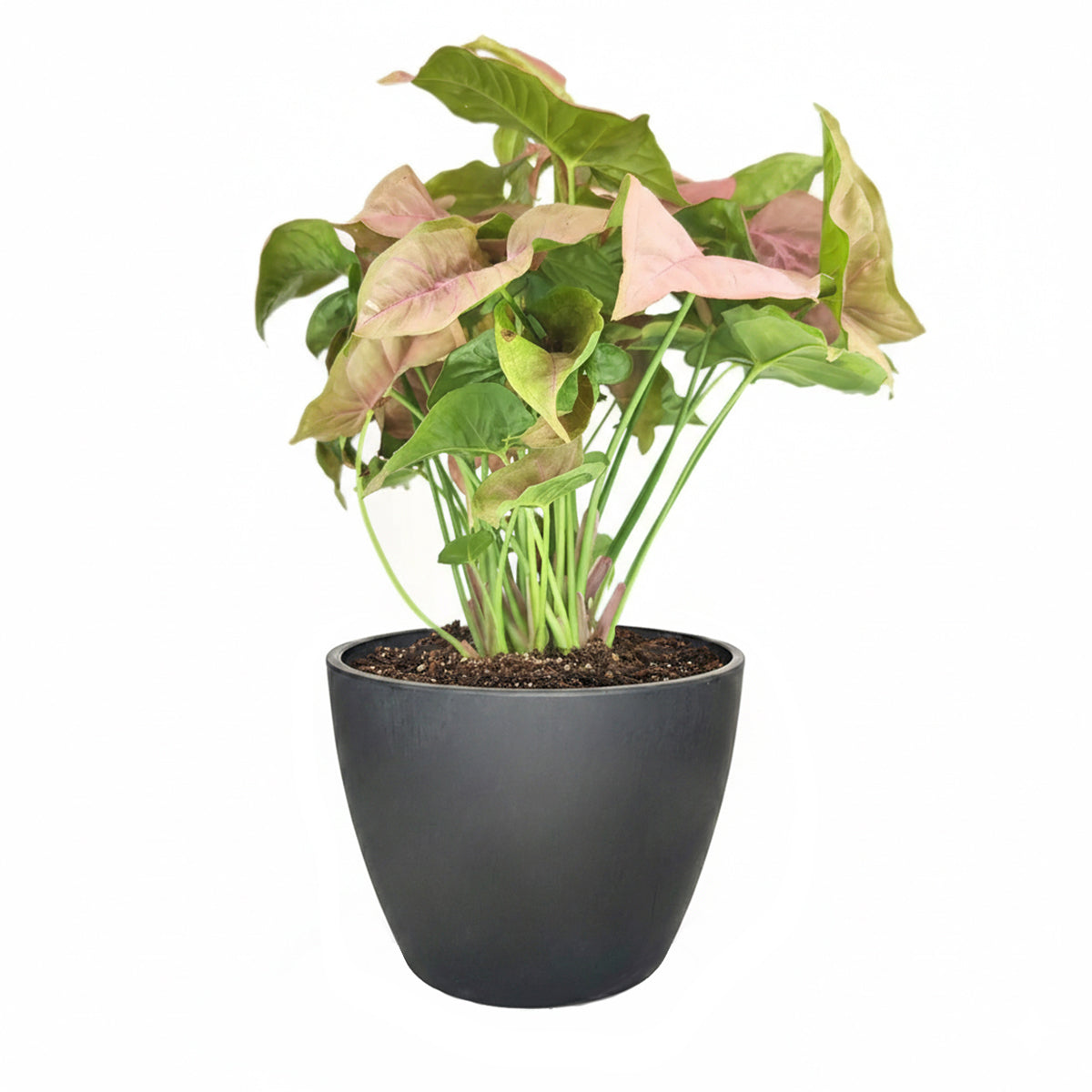 3" pot Syngonium Neon Robusta - Syngonium Strawberry live houseplant for sale, young plant shown in nursery pot with bright pink arrowhead foliage, compact bushy upright growth ideal for desks or small spaces, easy care beginner-friendly aroid, air-purifying tropical houseplant with feng shui significance, a fresh boho decorative touch for any room, a lovely affordable gift for plant lovers